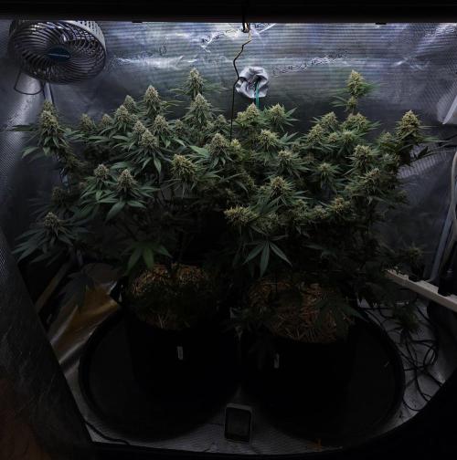 Romdog/Garlic Fever LSO + Organics !. Week 14 - 09/17/26