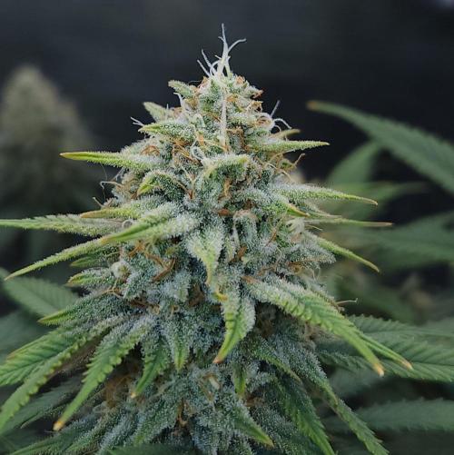 Romdog/Garlic Fever LSO + Organics !. Week 14 - Romdog (Day 91)