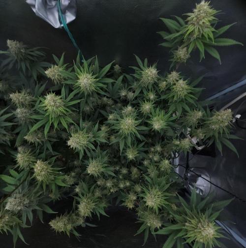 Romdog/Garlic Fever LSO + Organics !. Week 14 - Romdog (Day 91)