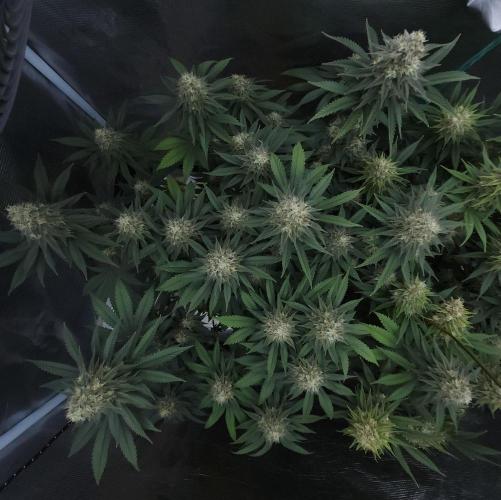 Romdog/Garlic Fever LSO + Organics !. Week 14 - Garlic Fever (Day 91)