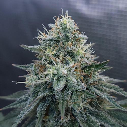 Romdog/Garlic Fever LSO + Organics !. Week 14 - Garlic Fever (Day 91)