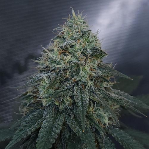 Romdog/Garlic Fever LSO + Organics !. Week 14 - Garlic Fever (Day 91)