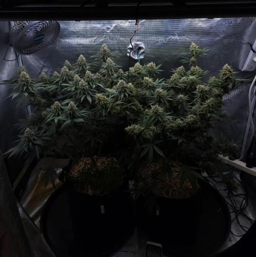 Romdog/Garlic Fever LSO + Organics !. Week 14 - 09/18/26