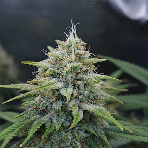 Romdog/Garlic Fever LSO + Organics !. Week 14 - Romdog (Day 92)