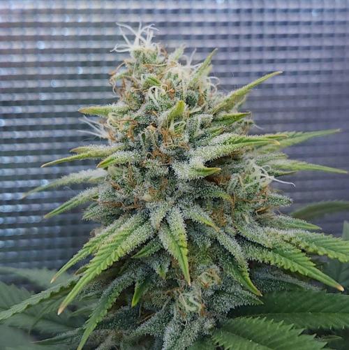 Romdog/Garlic Fever LSO + Organics !. Week 14 - Romdog (Day 92)