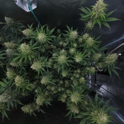 Romdog/Garlic Fever LSO + Organics !. Week 14 - Romdog (Day 92)