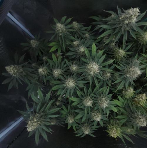 Romdog/Garlic Fever LSO + Organics !. Week 14 - Garlic Fever (Day 92)