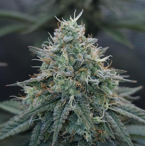 Romdog/Garlic Fever LSO + Organics !. Week 14 - Garlic Fever (Day 92)