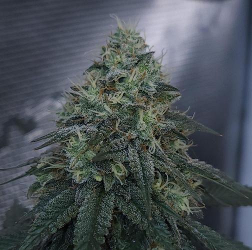 Romdog/Garlic Fever LSO + Organics !. Week 14 - Garlic Fever (Day 92)