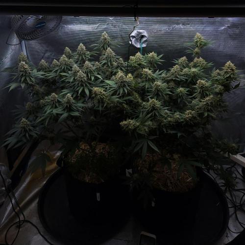 Romdog/Garlic Fever LSO + Organics !. Week 14 - 09/19/26