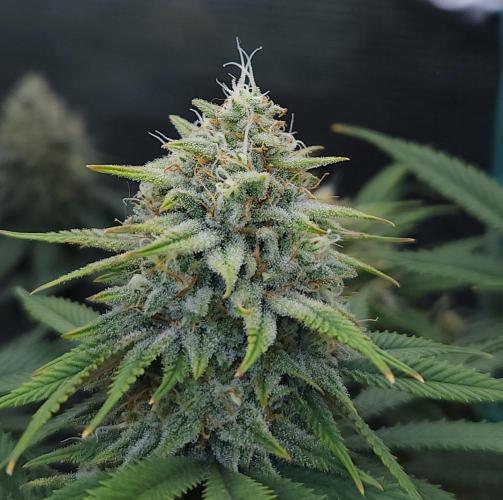 Romdog/Garlic Fever LSO + Organics !. Week 14 - Romdog (Day 93)
