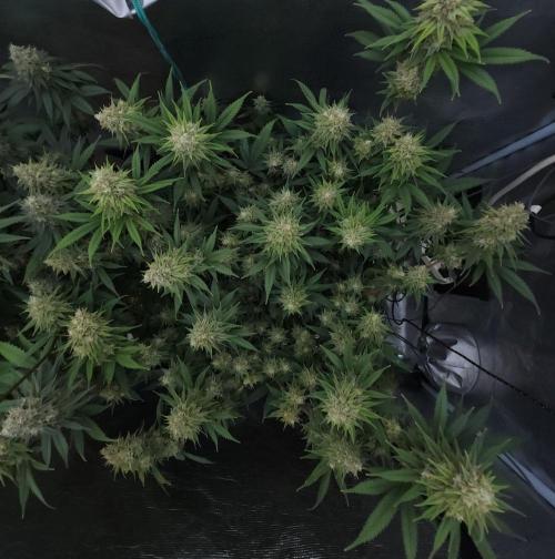 Romdog/Garlic Fever LSO + Organics !. Week 14 - Romdog (Day 93)
