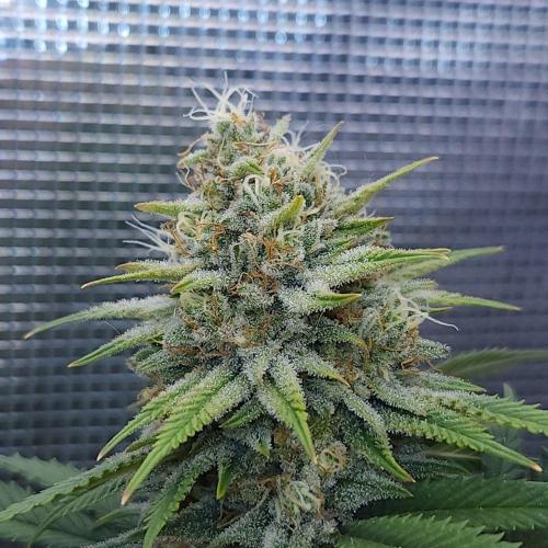 Romdog/Garlic Fever LSO + Organics !. Week 14 - Romdog (Day 93)