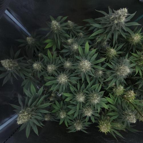 Romdog/Garlic Fever LSO + Organics !. Week 14 - Garlic Fever (Day 93)