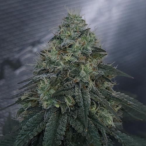 Romdog/Garlic Fever LSO + Organics !. Week 14 - Garlic Fever (Day 93)