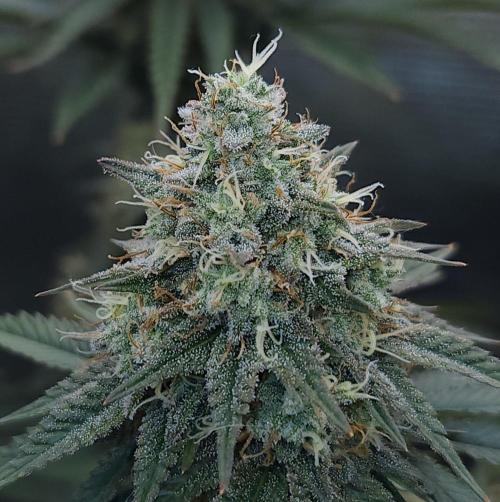 Romdog/Garlic Fever LSO + Organics !. Week 14 - Garlic Fever (Day 93)