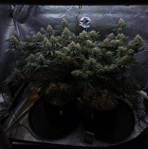 Romdog/Garlic Fever LSO + Organics !. Week 14 - 09/20/26