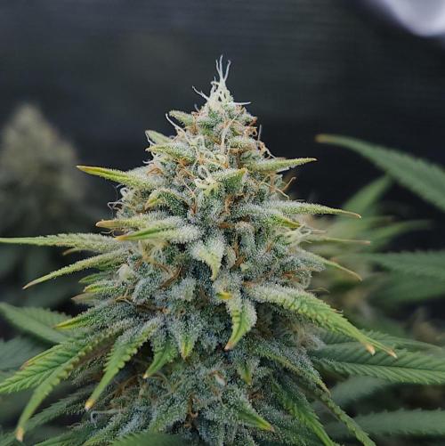 Romdog/Garlic Fever LSO + Organics !. Week 14 - Romdog (Day 94)