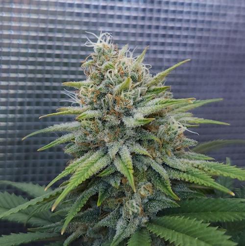Romdog/Garlic Fever LSO + Organics !. Week 14 - Romdog (Day 94)
