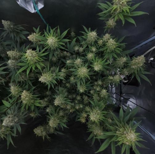 Romdog/Garlic Fever LSO + Organics !. Week 14 - Romdog (Day 94)
