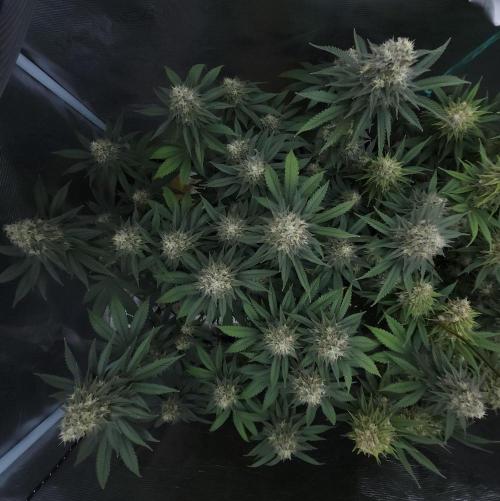 Romdog/Garlic Fever LSO + Organics !. Week 14 - Garlic Fever (Day 94)