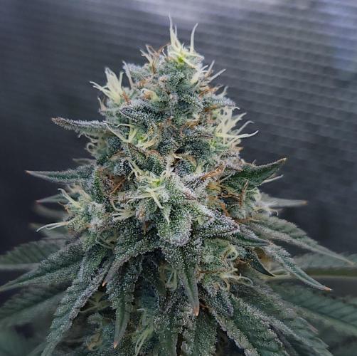 Romdog/Garlic Fever LSO + Organics !. Week 14 - Garlic Fever (Day 94)