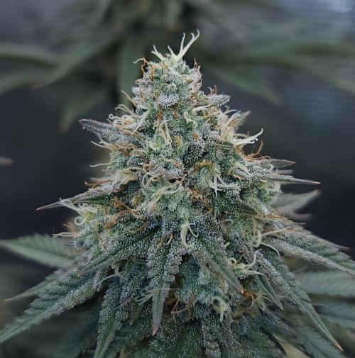 Romdog/Garlic Fever LSO + Organics !. Week 14 - Garlic Fever (Day 94)