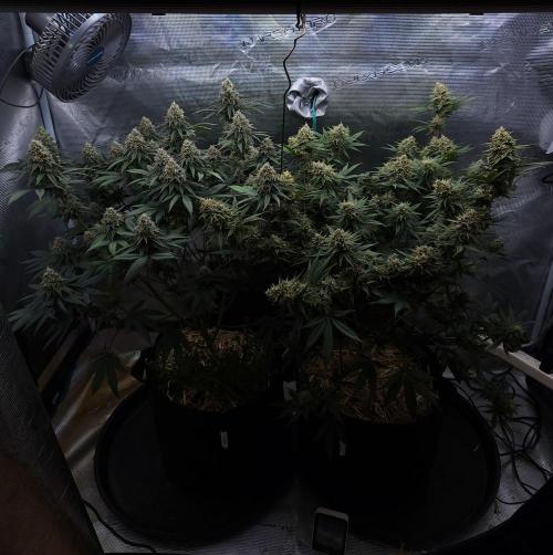 Romdog/Garlic Fever LSO + Organics !. Week 14 - 09/21/26