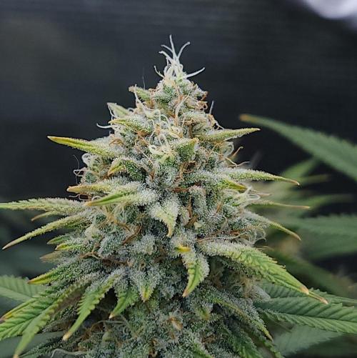 Romdog/Garlic Fever LSO + Organics !. Week 14 - Romdog (Day 95)