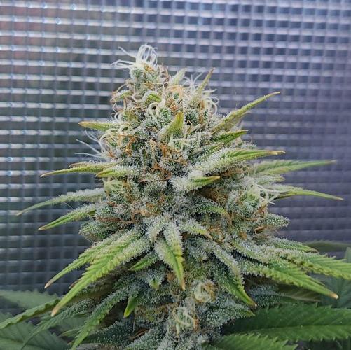 Romdog/Garlic Fever LSO + Organics !. Week 14 - Romdog (Day 95)