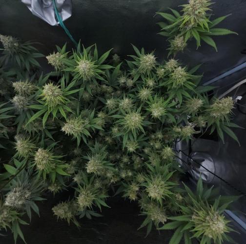Romdog/Garlic Fever LSO + Organics !. Week 14 - Romdog (Day 95)