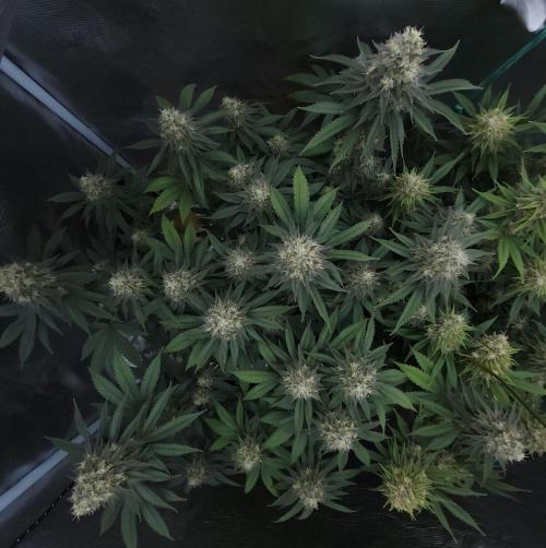 Romdog/Garlic Fever LSO + Organics !. Week 14 - Garlic Fever (Day 95)