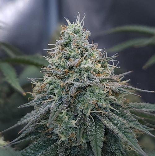 Romdog/Garlic Fever LSO + Organics !. Week 14 - Garlic Fever (Day 95)