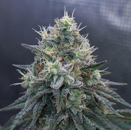 Romdog/Garlic Fever LSO + Organics !. Week 14 - Garlic Fever (Day 95)