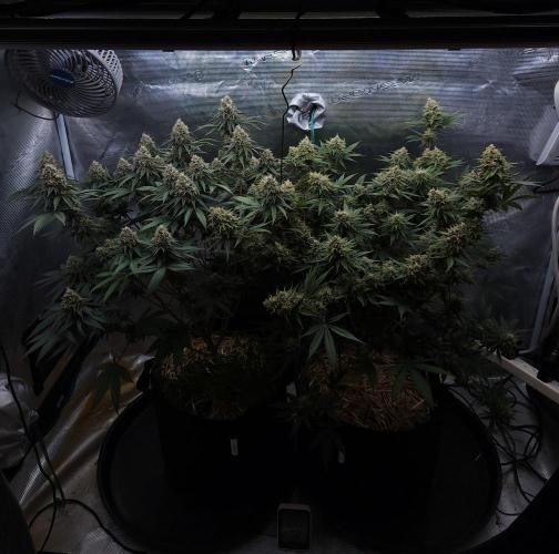 Romdog/Garlic Fever LSO + Organics !. Week 14 - 09/22/26