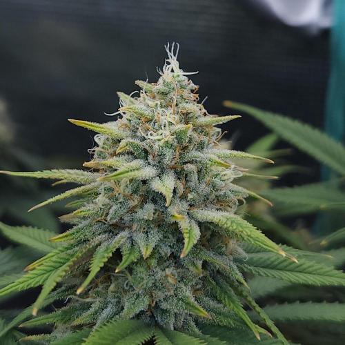 Romdog/Garlic Fever LSO + Organics !. Week 14 - Romdog (Day 96)