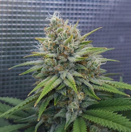 Romdog/Garlic Fever LSO + Organics !. Week 14 - Romdog (Day 96)