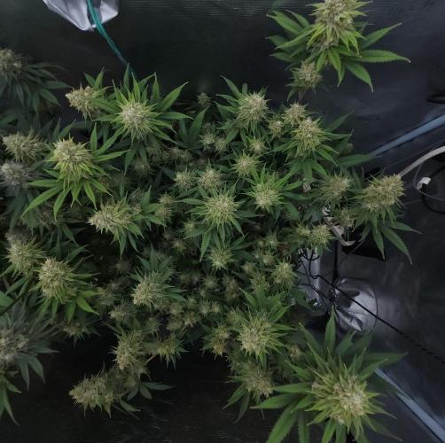 Romdog/Garlic Fever LSO + Organics !. Week 14 - Romdog (Day 96)