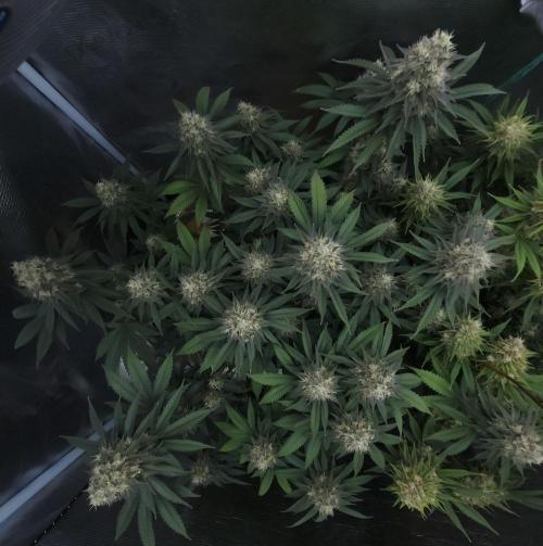 Romdog/Garlic Fever LSO + Organics !. Week 14 - Garlic Fever (Day 96)
