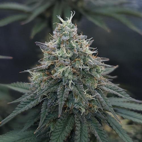 Romdog/Garlic Fever LSO + Organics !. Week 14 - Garlic Fever (Day 96)