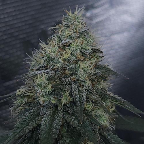 Romdog/Garlic Fever LSO + Organics !. Week 14 - Garlic Fever (Day 96)