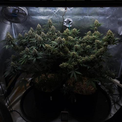 Romdog/Garlic Fever LSO + Organics !. Week 14 - 09/23/26