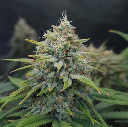 Romdog/Garlic Fever LSO + Organics !. Week 15 - Romdog (Day 97)