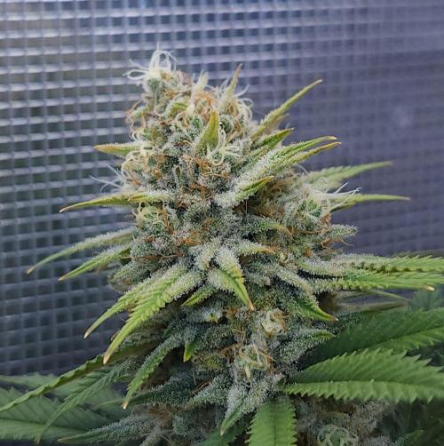 Romdog/Garlic Fever LSO + Organics !. Week 15 - Romdog (Day 97)