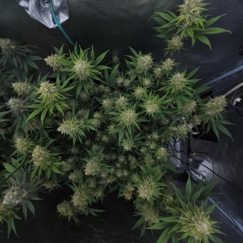 Romdog/Garlic Fever LSO + Organics !. Week 15 - Romdog (Day 97)