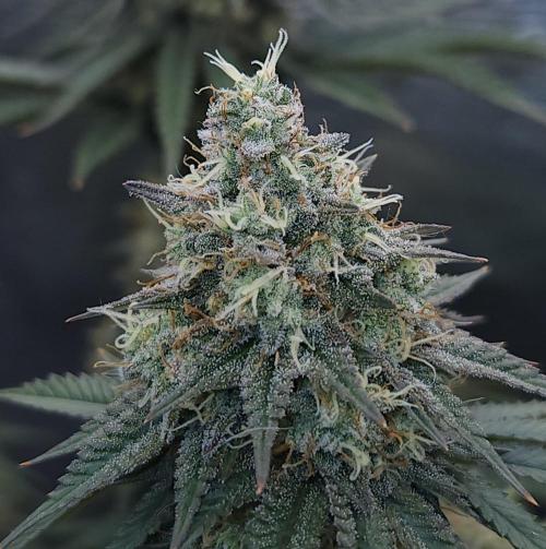 Romdog/Garlic Fever LSO + Organics !. Week 15 - Garlic Fever (Day 97)