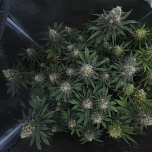 Romdog/Garlic Fever LSO + Organics !. Week 15 - Garlic Fever (Day 97)