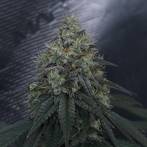 Romdog/Garlic Fever LSO + Organics !. Week 15 - Garlic Fever (Day 97)