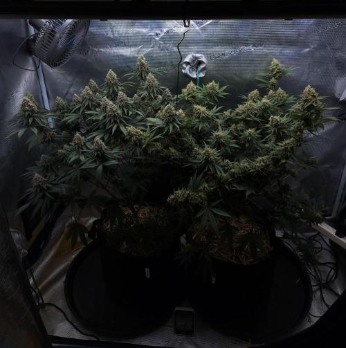Romdog/Garlic Fever LSO + Organics !. Week 15 - 09/24/26
