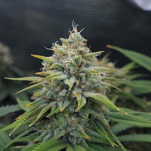 Romdog/Garlic Fever LSO + Organics !. Week 15 - Romdog (Day 98)